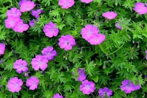 Geranium ´Tiny Monster´